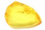 Detailed Fossil Spider (Aranea) In Baltic Amber #93824-1